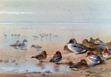  bird Oil Painting - Pintail Teal And Wigeon On The Seashore Archibald Thorburn bird